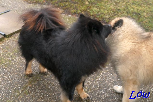 25.1.2025 - Glückwünsche unter Hunden